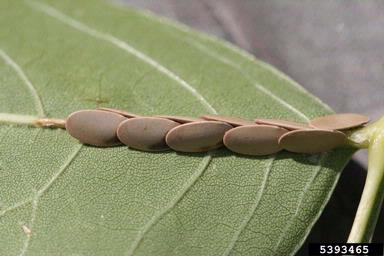 broadwinged katydid, Microcentrum rhombifolium  (Orthoptera: Tettigoniidae) - 5393465