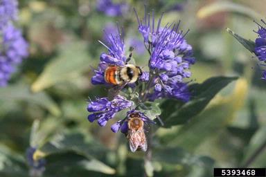 bumble bee, Bombus huntii  (Hymenoptera: Apidae) - 5393468