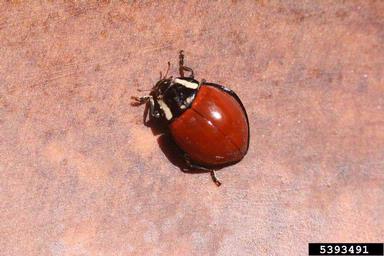 large lady beetle, Anatis lecontei  (Coleoptera: Coccinellidae) - 5393491