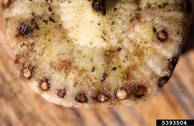 hollyhock weevil, Rhopalapion longirostre  (Coleoptera: Brentidae) - 5393504