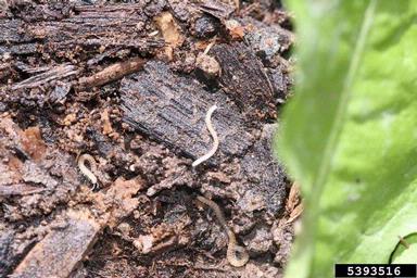 spotted snake millipede, Blaniulus guttulatus  (Julida: Blaniulidae) - 5393516