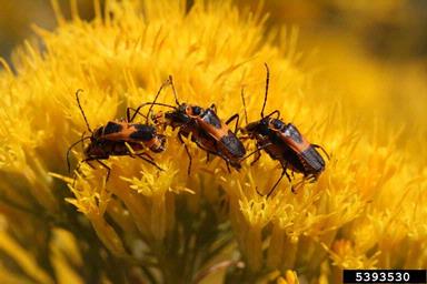 Colorado plains soldier beetle, Chauliognathus basalis  (Coleoptera: Cantharidae) - 5393530