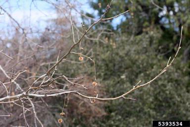Arizona sycamore, Platanus wrightii  (Hamamelidales: Platanaceae) - 5393534