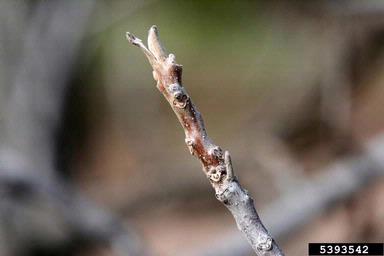 Arizona walnut, Juglans major  (Juglandales: Juglandaceae) - 5393542