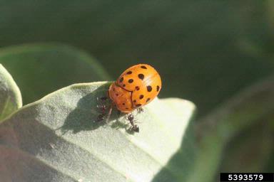 argus tortoise beetle, Chelymorpha cassidea  (Coleoptera: Chrysomelidae) - 5393579