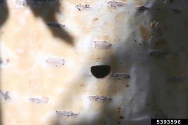 bronze birch borer, Agrilus anxius  (Coleoptera: Buprestidae) - 5393596