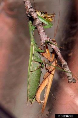 European mantid, Mantis religiosa  (Mantodea: Mantidae) - 5393610