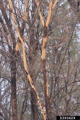 fox squirrel (Sciurus niger ) on Siberian elm (Ulmus pumila ) - 5393629
