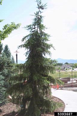 Serbian spruce, Picea omorika  (Pinales: Pinaceae) - 5393667