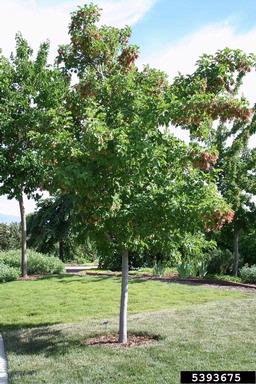 tatarian maple, Acer tataricum  (Sapindales: Aceraceae) - 5393675