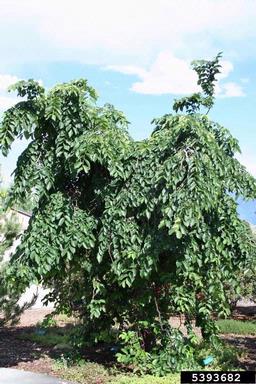 wych elm, Ulmus glabra  (Urticales: Ulmaceae) - 5393682