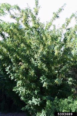 Siberian peashrub, Caragana arborescens  (Fabales: Fabaceae (Leguminosae)) - 5393689