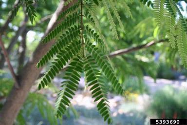 mimosa, Albizia julibrissin  (Fabales: Fabaceae (Leguminosae)) - 5393690