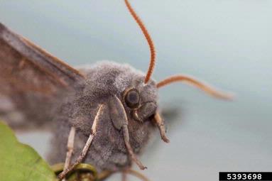 poplar hawk-moth (Laothoe populi ) on European aspen (Populus tremula ) - 5393698