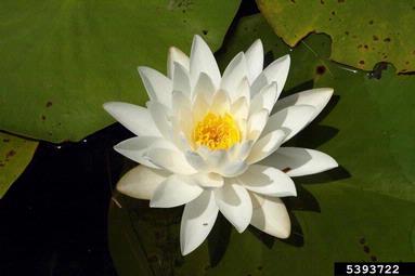 fragrant waterlily, Nymphaea odorata  (Nymphaeales: Nymphaeaceae) - 5393722