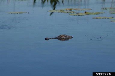 American alligator, Alligator mississippiensis  (Crocodilia: Alligatoridae) - 5393726