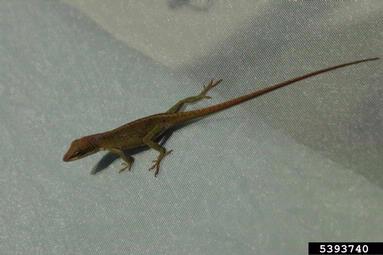 green anole, Anolis carolinensis  (Squamata: Polychrotidae) - 5393740