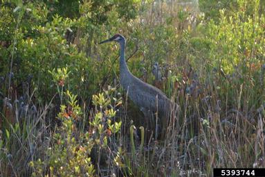 sandhill crane, Grus canadensis  (Gruiformes: Gruidae) - 5393744