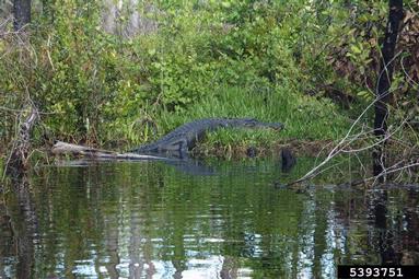 American alligator, Alligator mississippiensis  (Crocodilia: Alligatoridae) - 5393751