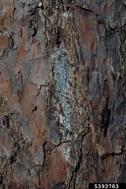 climbing spurs on slash pine (Pinus elliottii ) - 5393783