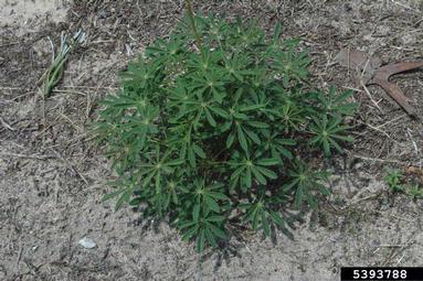 perennial lupine, Lupinus perennis  (Fabales: Fabaceae (Leguminosae)) - 5393788