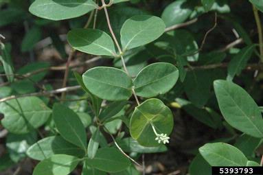 trumpet honeysuckle, Lonicera sempervirens  (Dipsacales: Caprifoliaceae) - 5393793