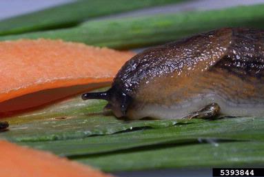 Orange-banded slug, Arion fasciatus  (Stylommatophora: Arionidae) - 5393844