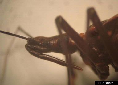 assassin bug,    (Hemiptera: Reduviidae) - 5393852