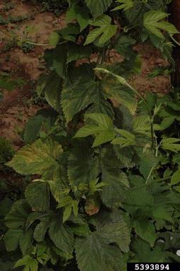 Carnation Latent Virus (Carlavirus CLV ) on common hop (Humulus lupulus ) - 5393894
