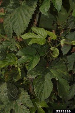 Carnation Latent Virus (Carlavirus CLV ) on common hop (Humulus lupulus ) - 5393899