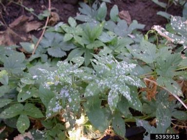 powdery mildew (Podosphaera macularis ) on common hop (Humulus lupulus ) - 5393915
