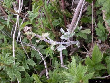 powdery mildew (Podosphaera macularis ) on common hop (Humulus lupulus ) - 5393933