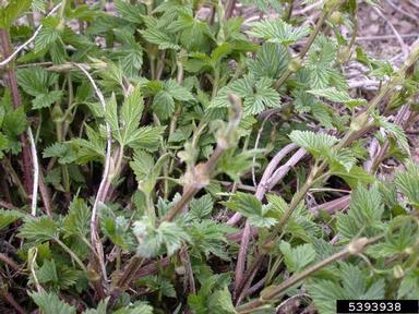powdery mildew (Podosphaera macularis ) on common hop (Humulus lupulus ) - 5393938