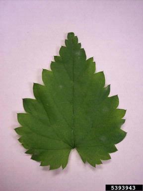 powdery mildew (Podosphaera macularis ) on common hop (Humulus lupulus ) - 5393943