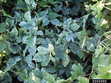 powdery mildew (Podosphaera macularis ) on common hop (Humulus lupulus ) - 5393955