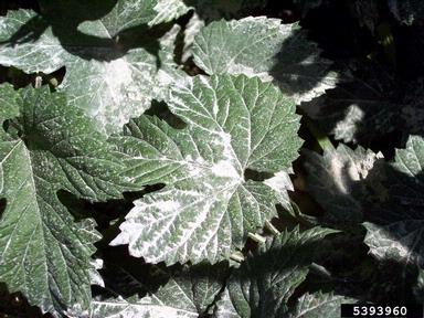 powdery mildew (Podosphaera macularis ) on common hop (Humulus lupulus ) - 5393960
