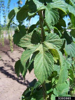 spider mites (Tetranychus spp. ) on common hop (Humulus lupulus ) - 5393985