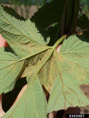 spider mites (Tetranychus spp. ) on common hop (Humulus lupulus ) - 5393987