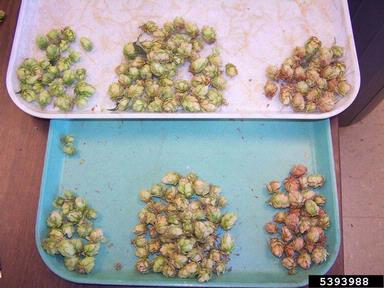 spider mites (Tetranychus spp. ) on common hop (Humulus lupulus ) - 5393988