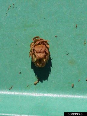spider mites (Tetranychus spp. ) on common hop (Humulus lupulus ) - 5393993