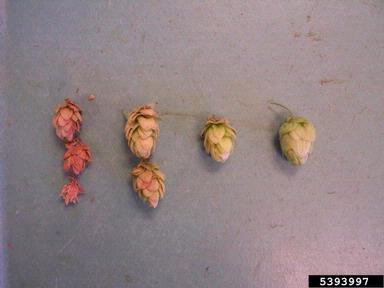 spider mites (Tetranychus spp. ) on common hop (Humulus lupulus ) - 5393997