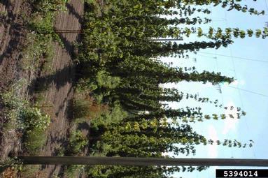 garden symphylan (Scutigerella immaculata ) on common hop (Humulus lupulus ) - 5394014