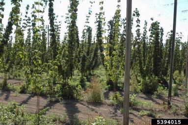 garden symphylan (Scutigerella immaculata ) on common hop (Humulus lupulus ) - 5394015