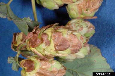 garden symphylan (Scutigerella immaculata ) on common hop (Humulus lupulus ) - 5394031