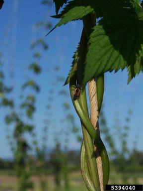 lady beetle (  ) on common hop (Humulus lupulus ) - 5394040