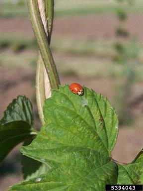 lady beetle (  ) on common hop (Humulus lupulus ) - 5394043