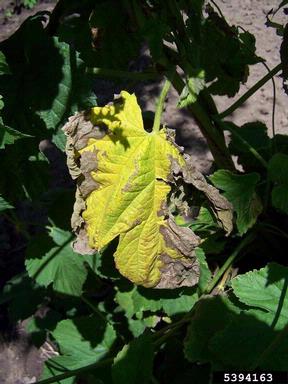 Verticillium wilt (Verticillium albo-atrum ) on common hop (Humulus lupulus ) - 5394163
