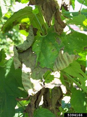Verticillium wilt (Verticillium albo-atrum ) on common hop (Humulus lupulus ) - 5394166