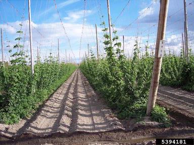 common hop, Humulus lupulus  (Urticales: Cannabaceae) - 5394181