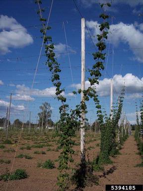 common hop, Humulus lupulus  (Urticales: Cannabaceae) - 5394185
